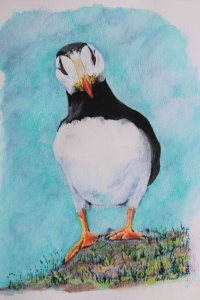 puffin